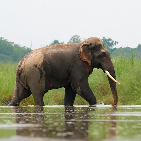 Отель Family House - Bardia National Park Bardiya Экстерьер фото