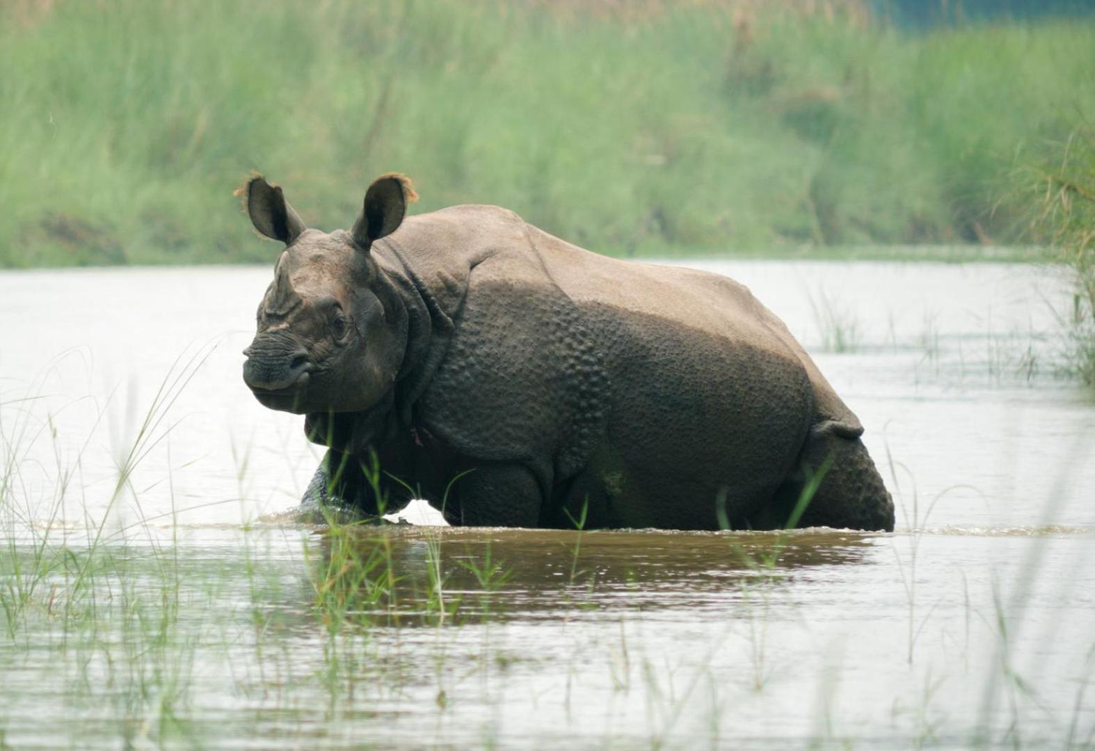 Отель Family House - Bardia National Park Bardiya Экстерьер фото