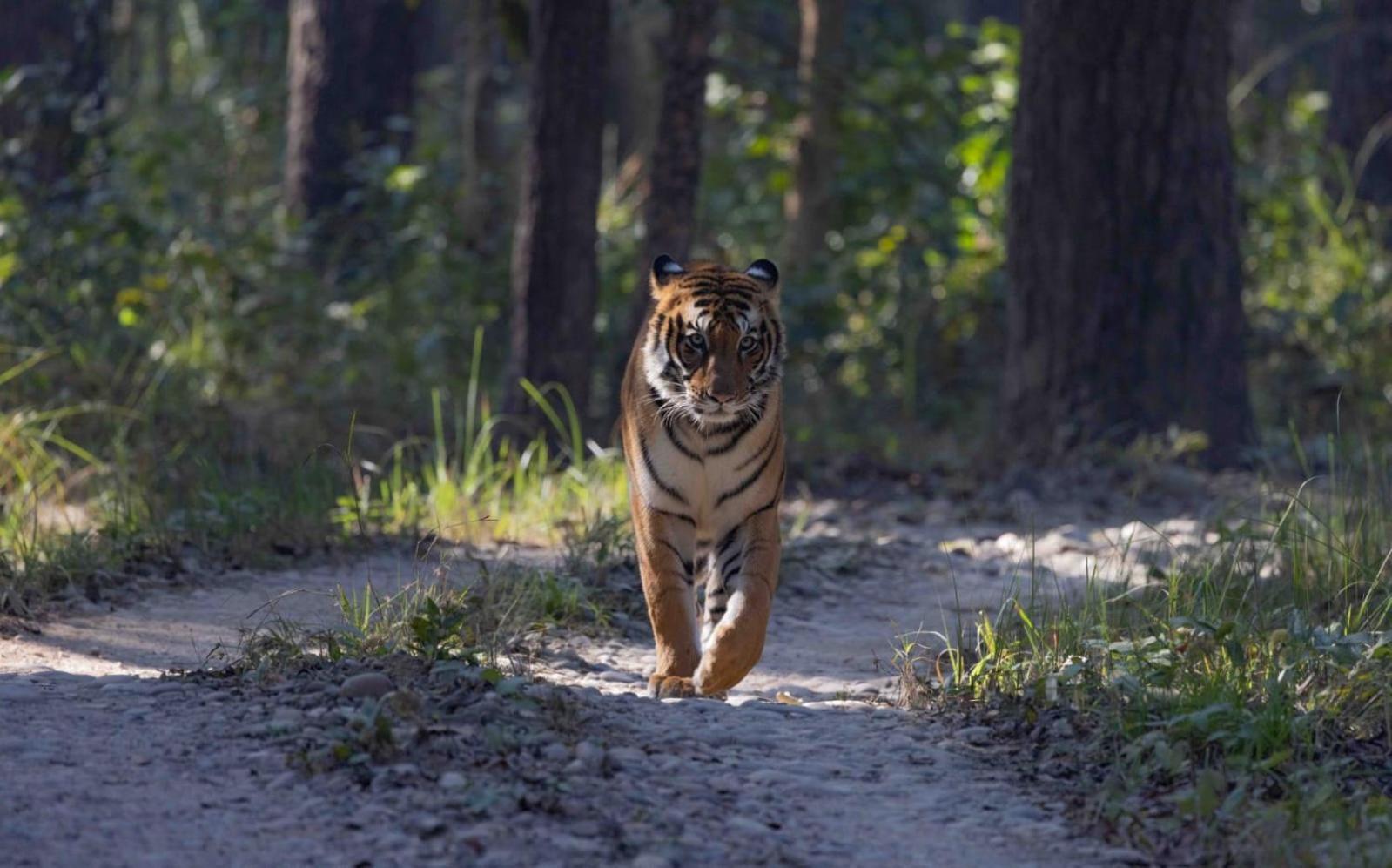 Отель Family House - Bardia National Park Bardiya Экстерьер фото